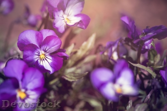 Devostock Nature Flowers Purple 45986 4K