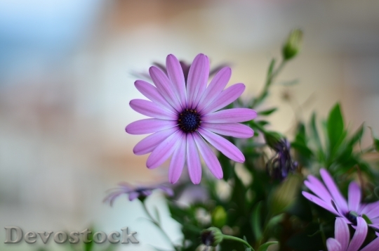 Devostock Nature Flowers Purple 53109 4K