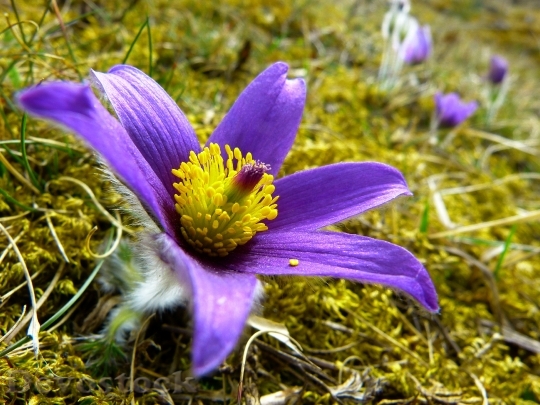 Devostock Nature Flowers Purple 5399 4K