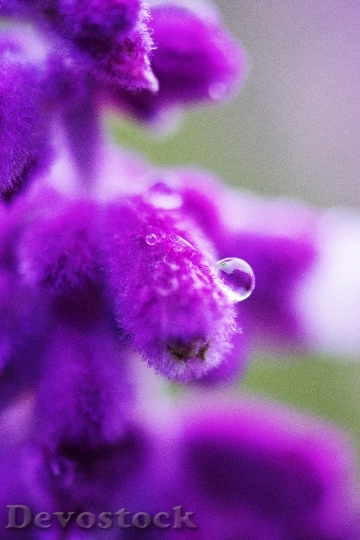 Devostock Nature Flowers Purple 54880 4K