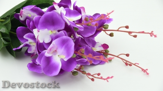 Devostock Nature Flowers Purple 66743 4K