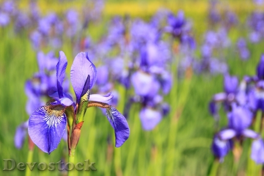 Devostock Nature Flowers Purple 6988 4K