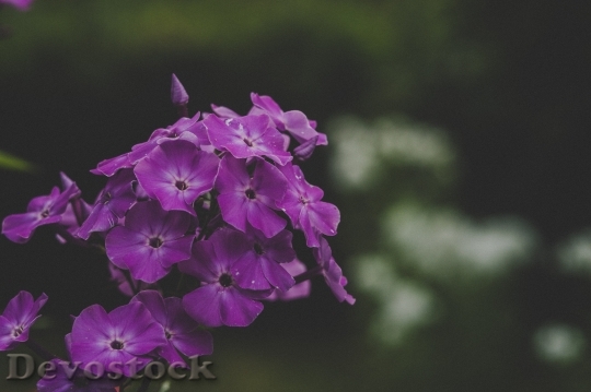 Devostock Nature Flowers Purple 70042 4K