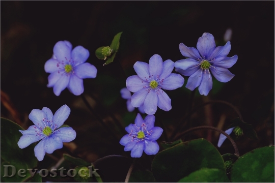 Devostock Nature Flowers Purple 94972 4K