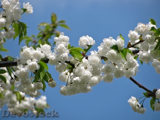 Devostock Nature Flowers Spring 6283 4K