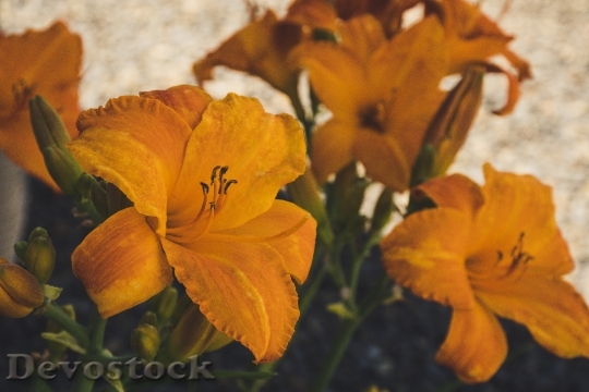 Devostock Nature Flowers Yellow 123404 4K