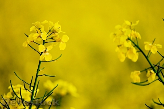 Devostock Nature Flowers Yellow 41695 4K