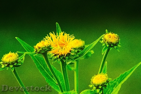 Devostock Nature Flowers Yellow 45814 4K