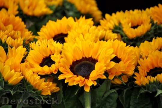 Devostock Nature Flowers Yellow 5467 4K