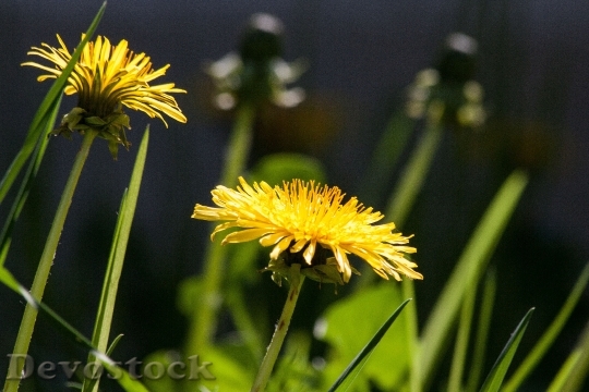 Devostock Nature Flowers Yellow 5696 4K