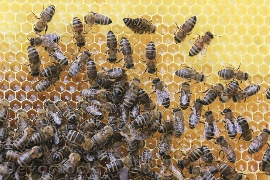Devostock Nature Honeycomb Blur 46199 4K