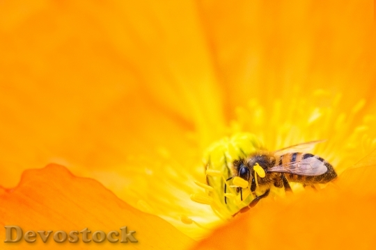 Devostock Nature Insect Petals Bee 4K