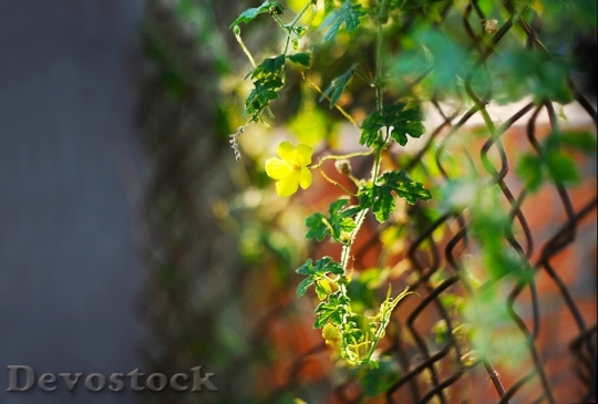 Devostock Nature Leaf Blur 127321 4K