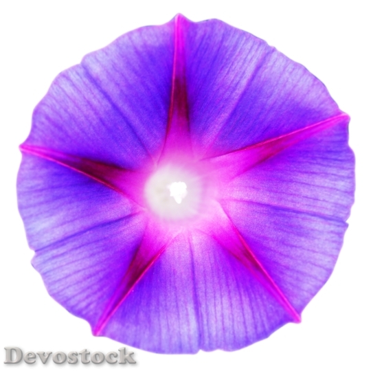 Devostock Nature Pattern Purple 11789 4K