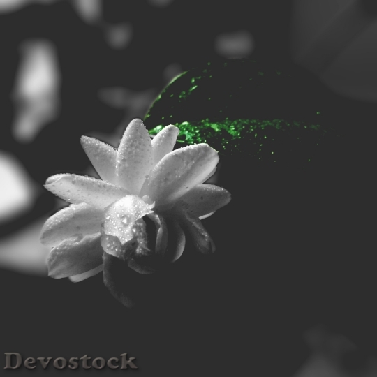 Devostock Nature Petals Blur 50710 4K