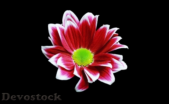 Devostock Nature Petals Flower 35578 4K