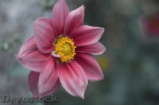 Devostock Nature Photography Petals 102331 4K