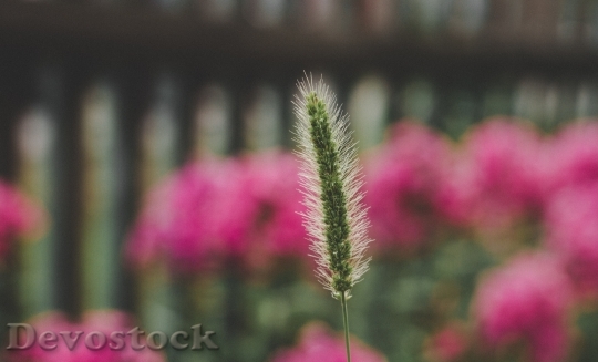 Devostock Nature Plant Flower 130312 4K