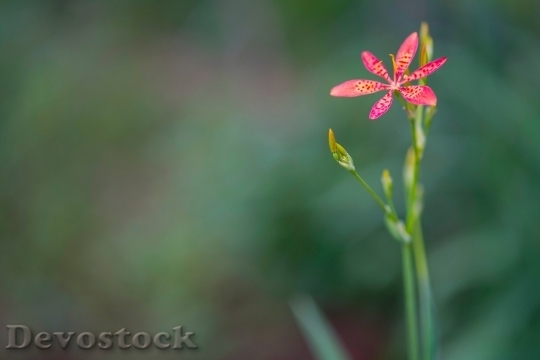 Devostock Nature Plant Flower 56971 4K
