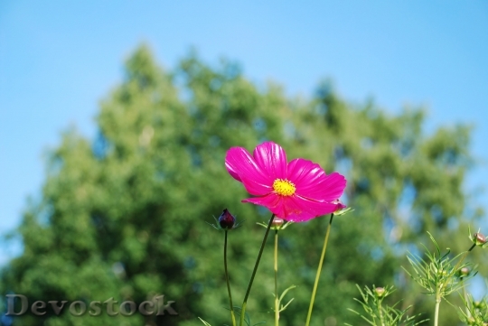 Devostock Nature Plant Flower 8789 4K