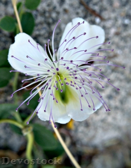 Devostock Nature Plant Flower Caper 63343 4K.jpeg