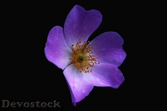 Devostock Nature Purple Flower 5701 4K