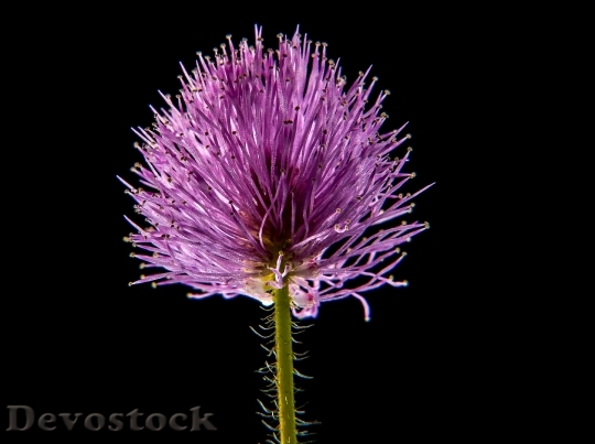 Devostock Nature Purple Flower 6441 4K