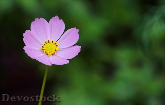 Devostock Nature Purple Petals 95481 4K