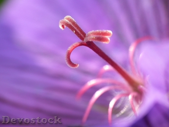 Devostock Nature Purple Plant 5192 4K