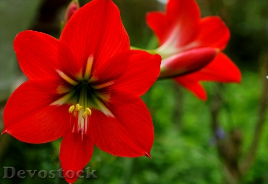 Devostock Nature Red Flowers 103811 4K