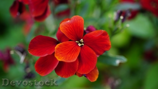 Devostock Nature Red Flowers 10659 4K