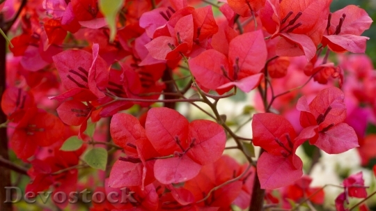 Devostock Nature Red Flowers 16529 4K