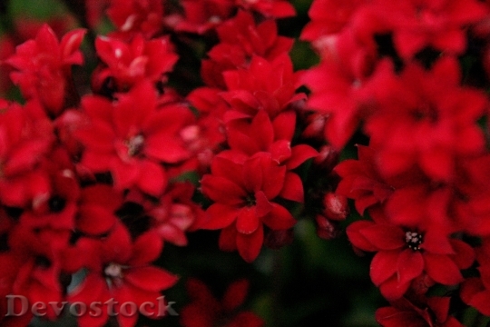 Devostock Nature Red Flowers 79490 4K