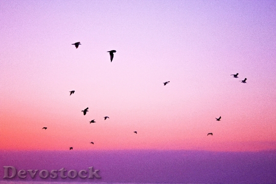 Devostock Nature Sky Purple 2161 4K