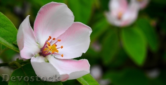 Devostock Nature Spring Flower 9974 4K