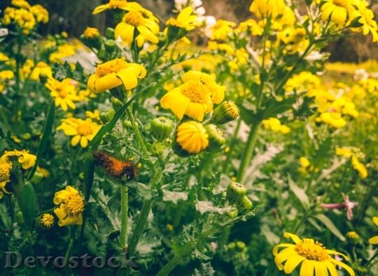 Devostock Nature Sunny Flowers 94092 4K