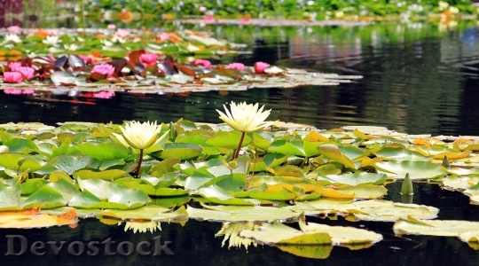 Devostock Nature Water Flowers 15823 4K