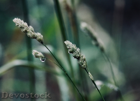 Devostock Nature Water Grass 79478 4K