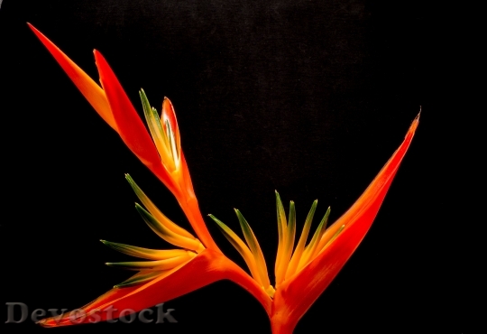 Devostock Orange Flower Bloom 6472 4K