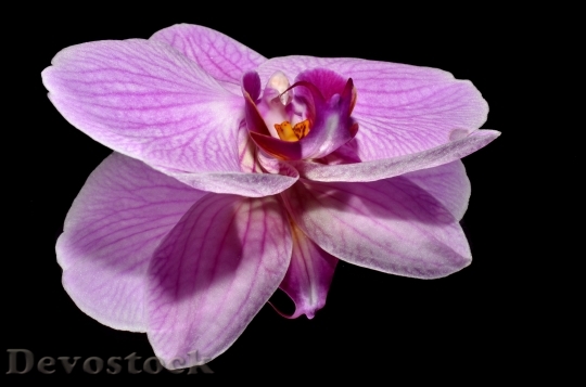 Devostock Orkide Flower Pink 6509 4K.jpeg