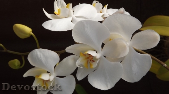 Devostock Orquidea Flower Love Delicacy 6599 4K.jpeg