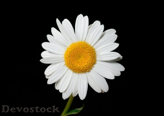 Devostock Oxeye Daisy Flower Ox Eye White 4501 4K.jpeg