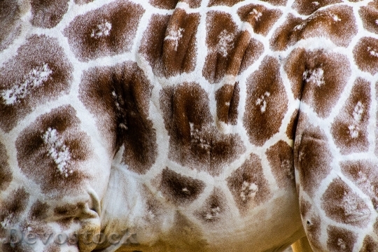 Devostock Pattern Animal Giraffe 121319 4K