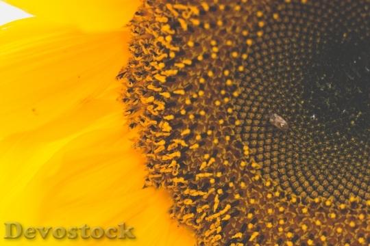 Devostock Pattern Yellow Flower 79255 4K