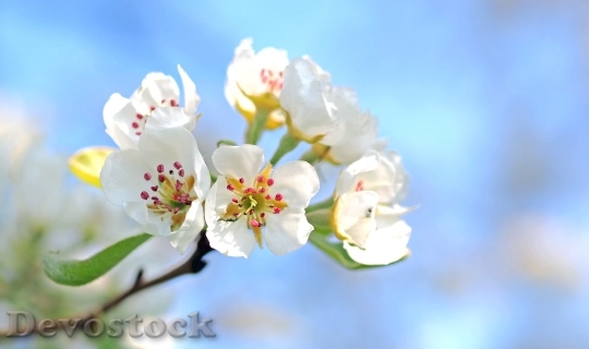 Devostock Pear Blossoms Pear Tree Spring Blossom 16380 4K.jpeg
