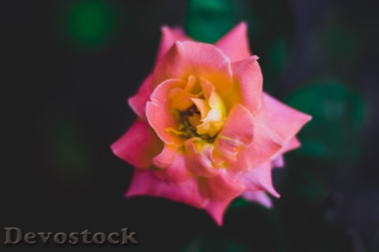 Devostock Petals Blur Flower 101841 4K