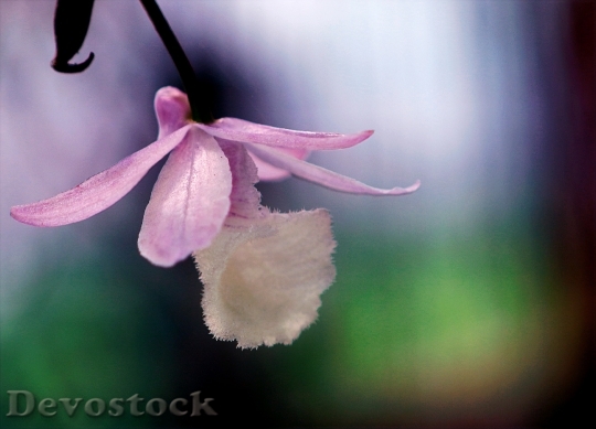 Devostock Petals Blur Flower 102522 4K