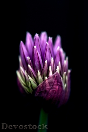 Devostock Petals Blur Flower 125777 4K