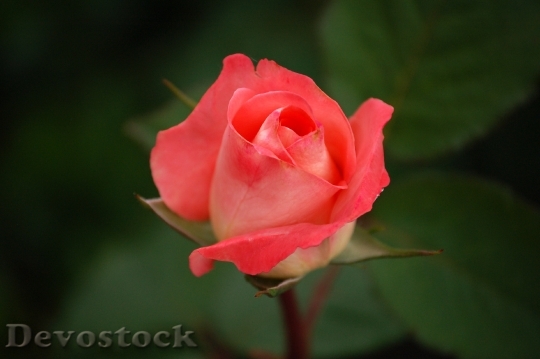 Devostock Petals Blur Flower 3999 4K