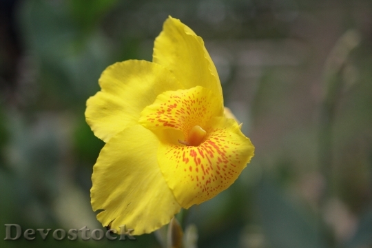 Devostock Petals Blur Flower 45242 4K